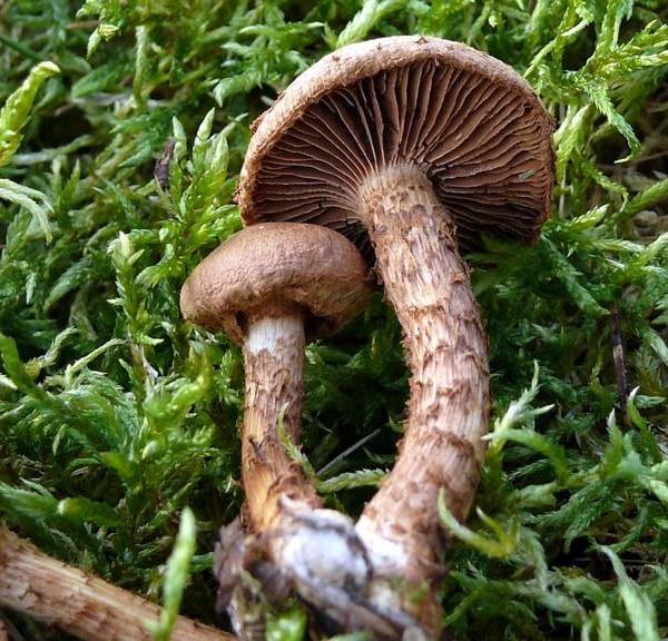 Inocybe terrigena