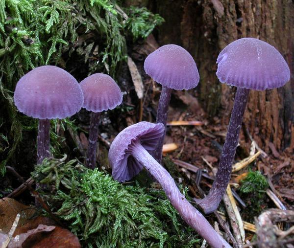 Laccaria amethystina