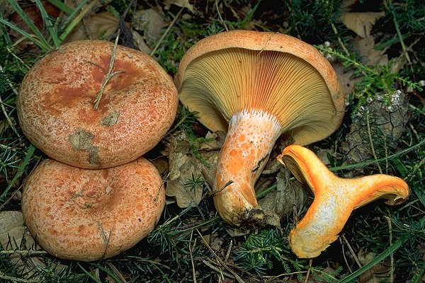 Lactarius deliciosus