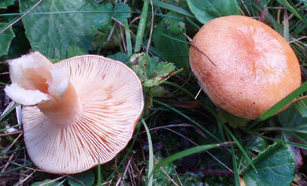 Lactarius porninsis