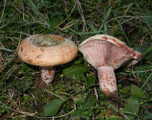 Lactarius sanguifluus