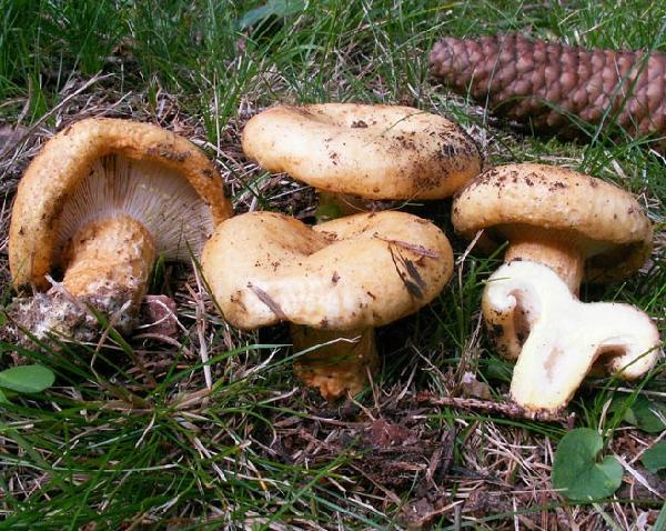 Lactarius scrobiculatus 