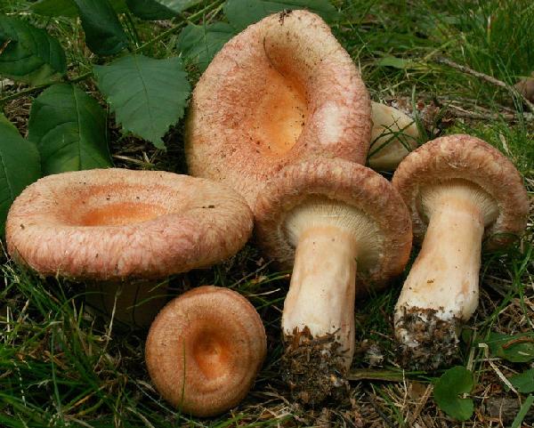 Lactarius torminosus