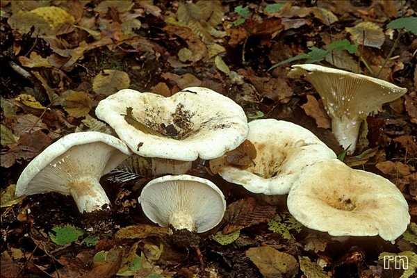 Lactarius vellereus