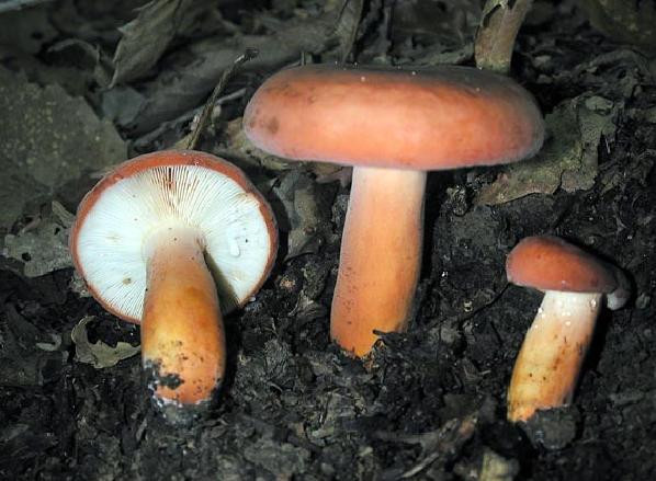 Lactarius volemus