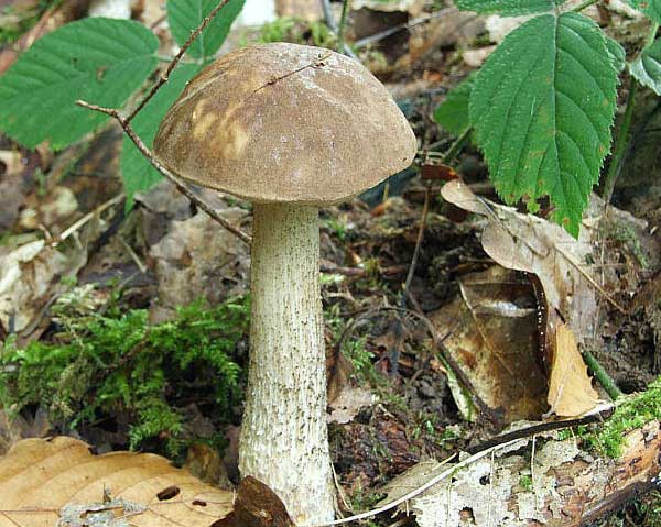 Leccinum carpini Schulz. ex Pers