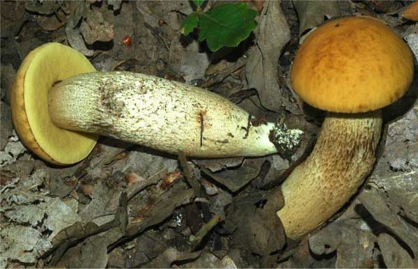 Leccinum crocipodium (Let.) Watling