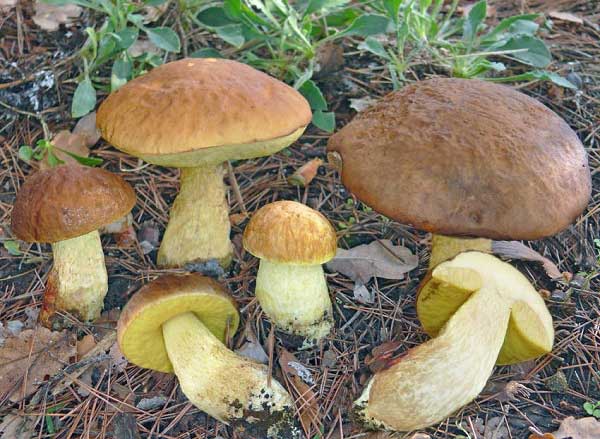 Leccinum lepidum (Bouchet ex Ess.) Bon & Contu