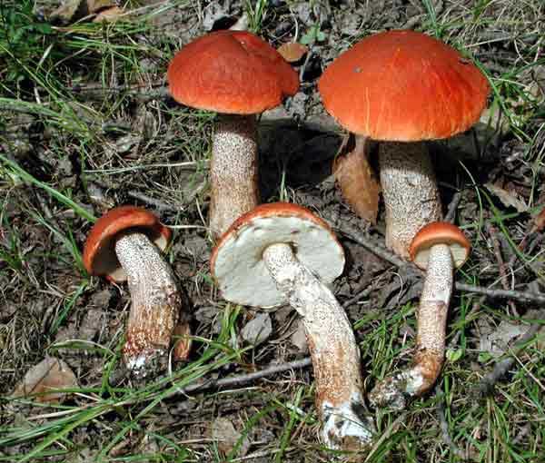 Leccinum vulpinum Watling