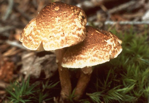 Lepiota castanea