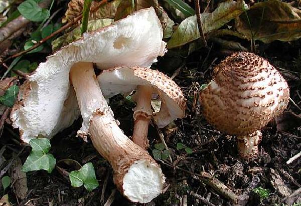 Lepiota acutesquamosa var. furcata