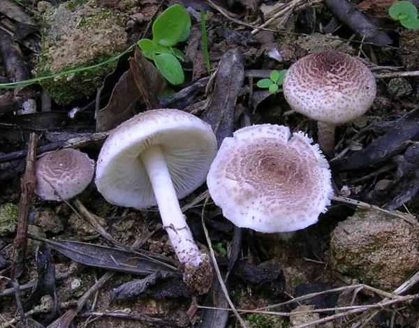 Lepiota brunneoincarnata