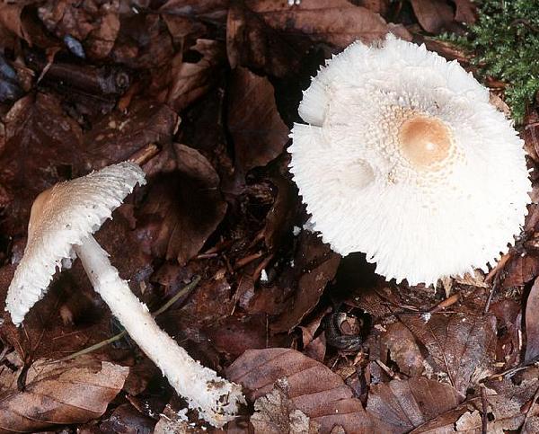 Lepiota clypeolaria