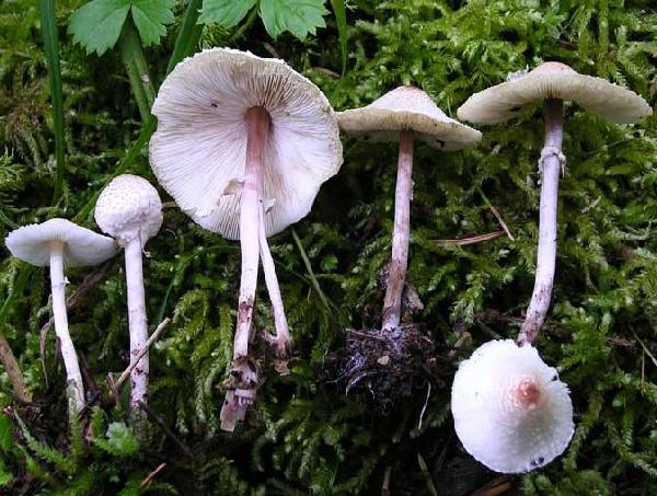 Lepiota cristata