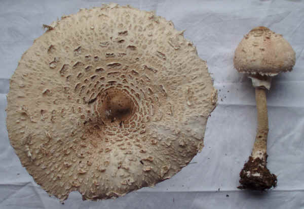 Macrolepiota procera