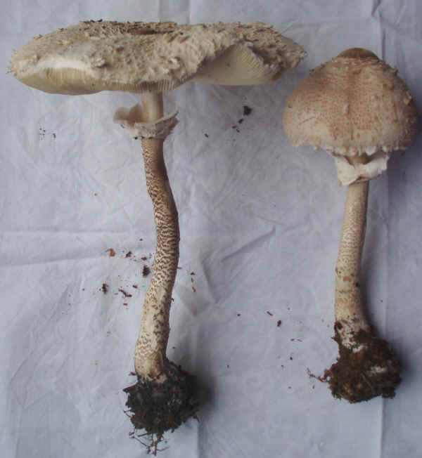 Macrolepiota procera