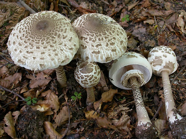 Macrolepiota procera