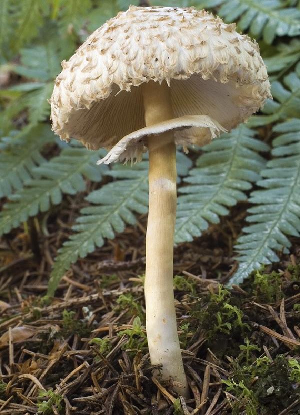 Macrolepiota puellaris