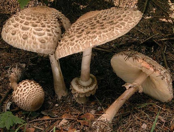 Lepiota rachodes