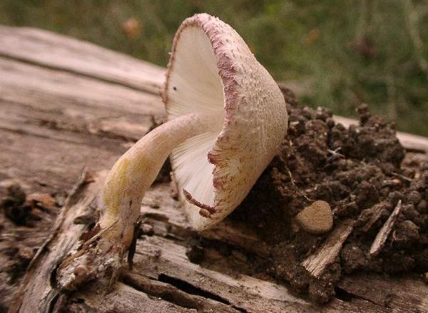 Leucoagaricus bresadolae 