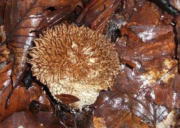 Lycoperdon echinatum