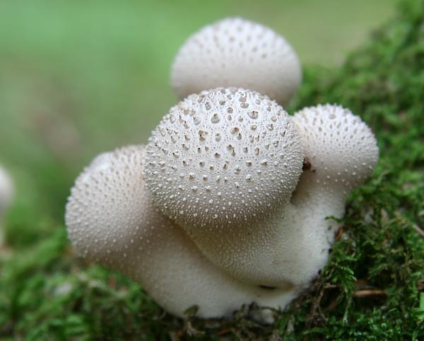 Lycoperdon perlatum