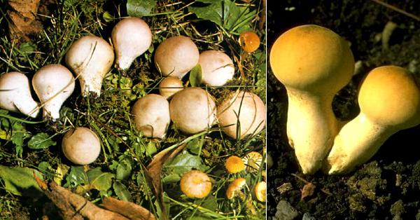 Lycoperdon piriforme