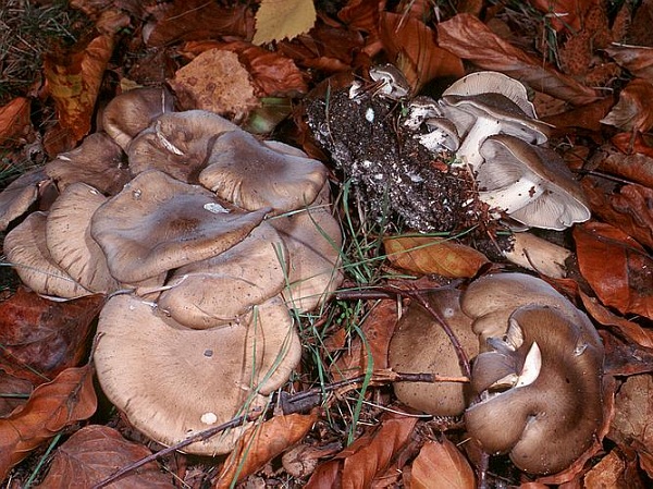 Lyophyllum decastes (Fr.) Singer