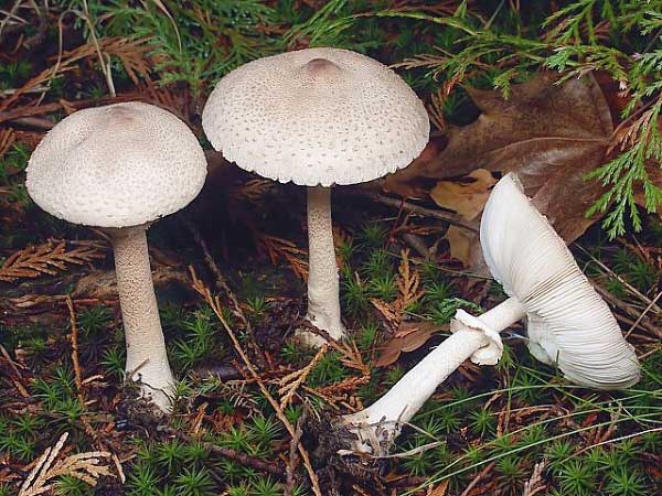 Macrolepiota affinis (Vel.) Bon