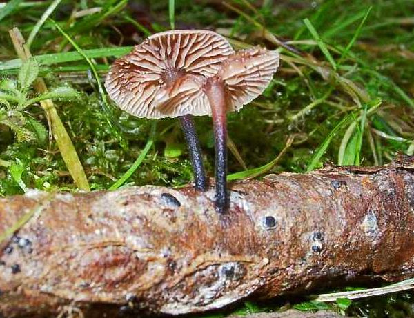 Marasmius foetidus