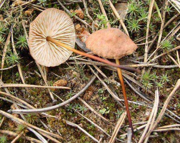 Marasmius scorodonius