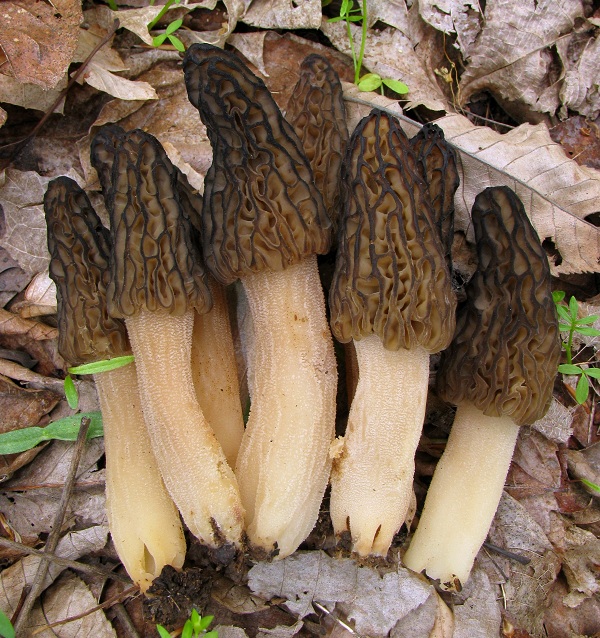 Morchella elata