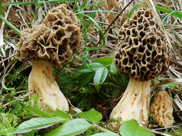 Morchella esculenta