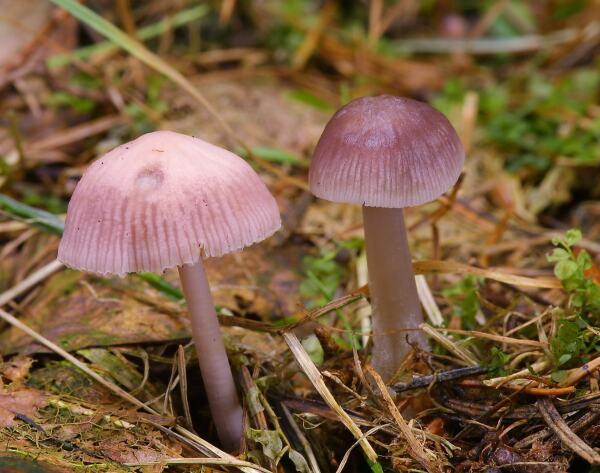 Mycena pura