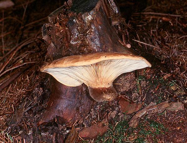 Paxillus atrotomentosus