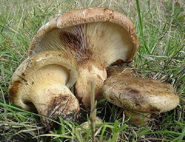 Paxillus involutus