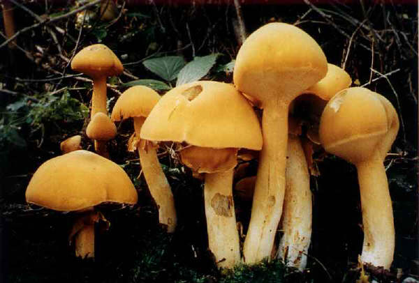 Phaeolepiota aurea