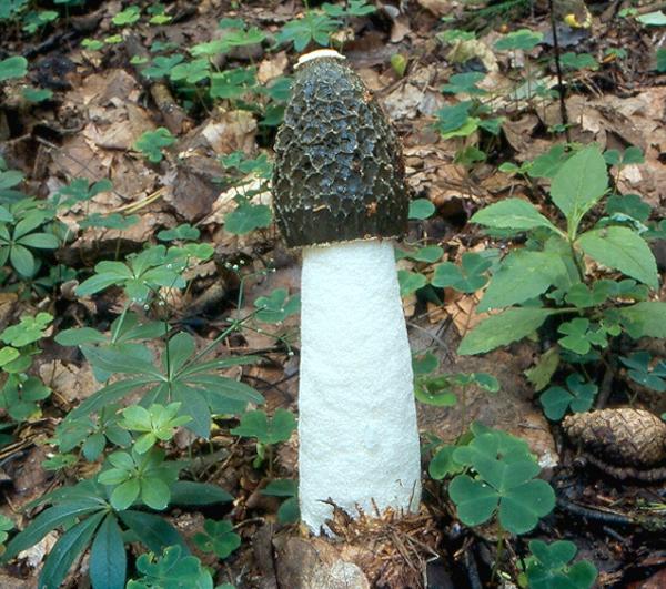 Phallus impudicus