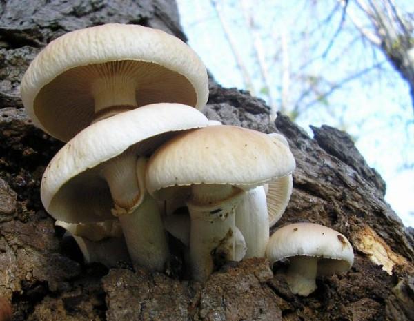 Agrocybe cylindracea