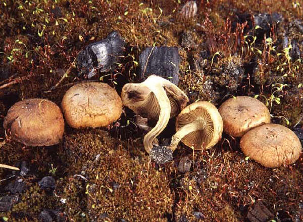 Pholiota carbonaria