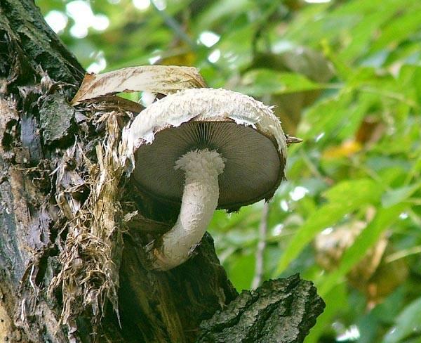 Pholiota populnea 