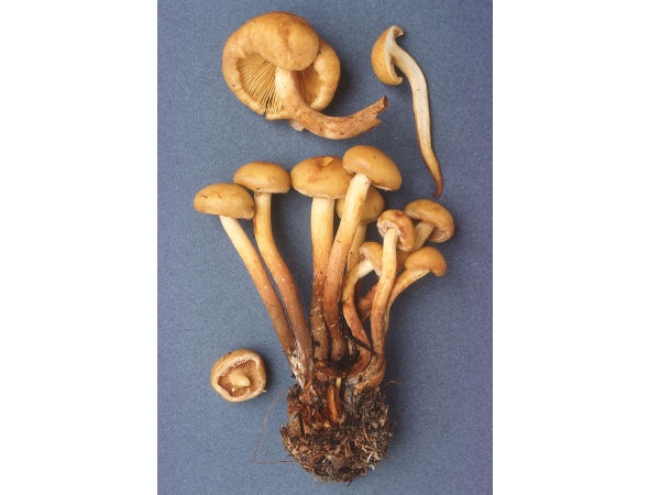 Pholiota flavida (Schaeff.: Fr.) Sing.