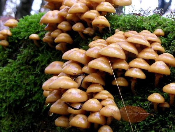 Pholiota mutabilis 