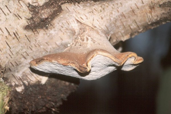 Piptoporus betulinus