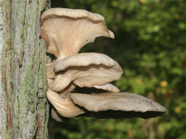 Pleurotus cornucopiae