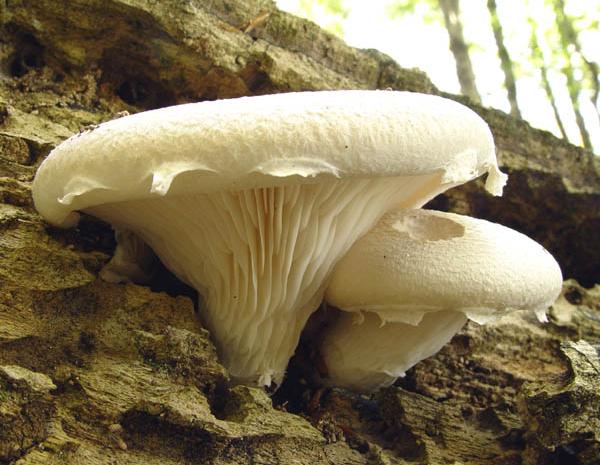 Pleurotus dryinus