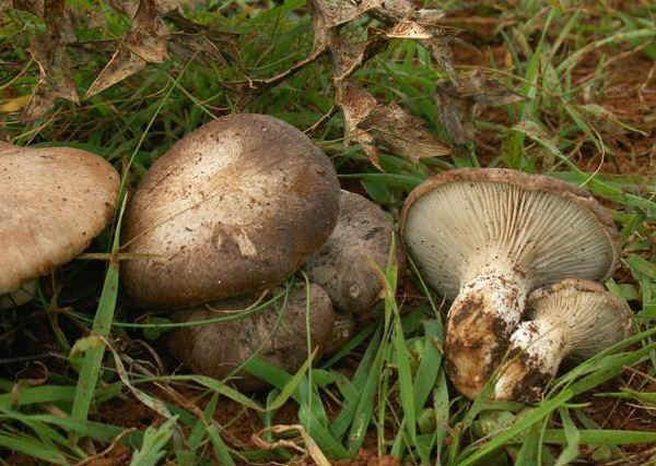 Pleurotus eryngii