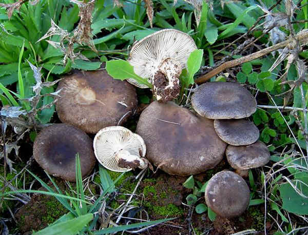 Pleurotus eryngii