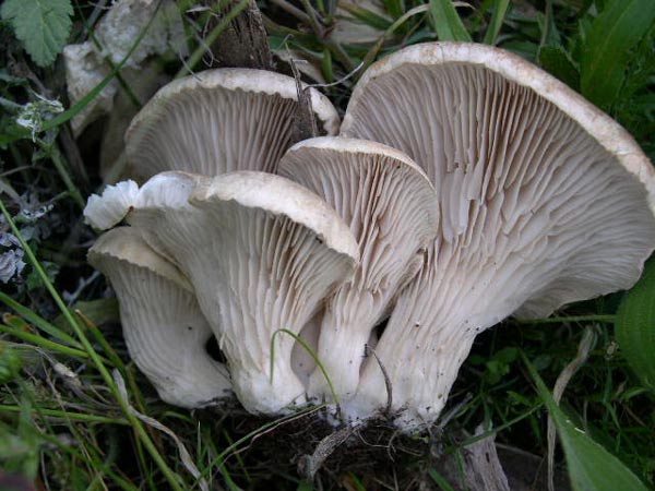 Pleurotus eryngii var. ferulae