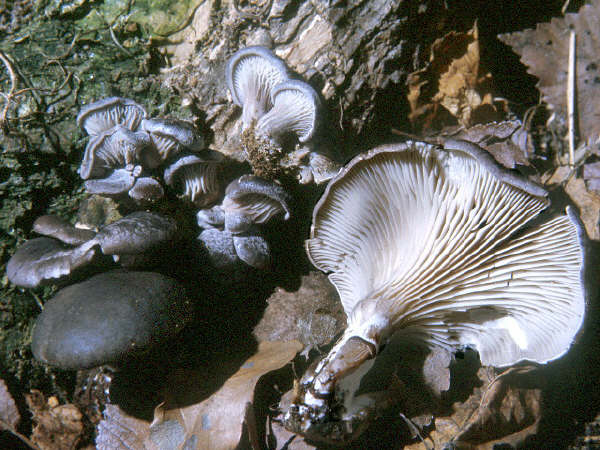 Pleurotus ostreatus